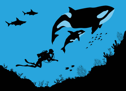 杀人鱼水下野生动物, 虎鲸和潜水员照片