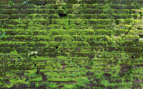 在热带建筑, 覆盖着绿色的苔藓