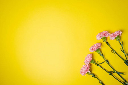 春季平躺背景。粉红色康乃馨花黄色标签