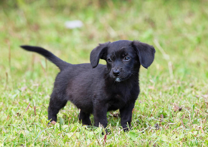 伤心的小黑狗图片