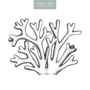 手指珊瑚素描图片