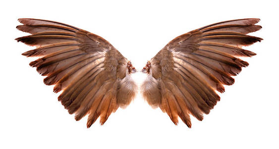 鸟儿的翅膀图片