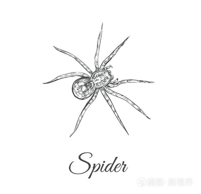 蜘蛛素描矢量图 蜘蛛插画 正版商用图片02a1kd 摄图新视界 蜘蛛素描矢量图 蜘蛛插画 正版商用图片02a1kd 摄图新视界