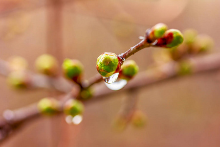 一滴水在春雨后发芽的芽树上, 有选择的焦点浅景深的田野微距照片