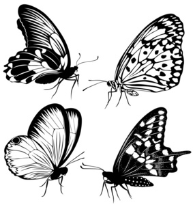 纹上一只黑白蝴蝶照片