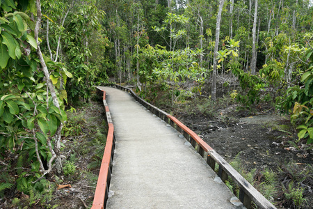 美丽森林中的小水泥桥路