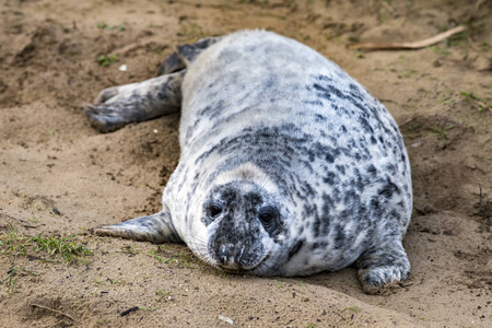 灰色的海豹的小狗在英国的海滩上放松的同时