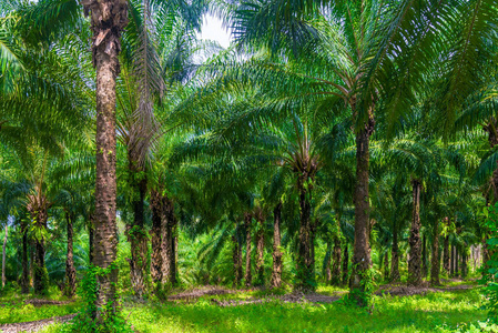 在泰国的椰子农场种植低茂盛的棕榈树