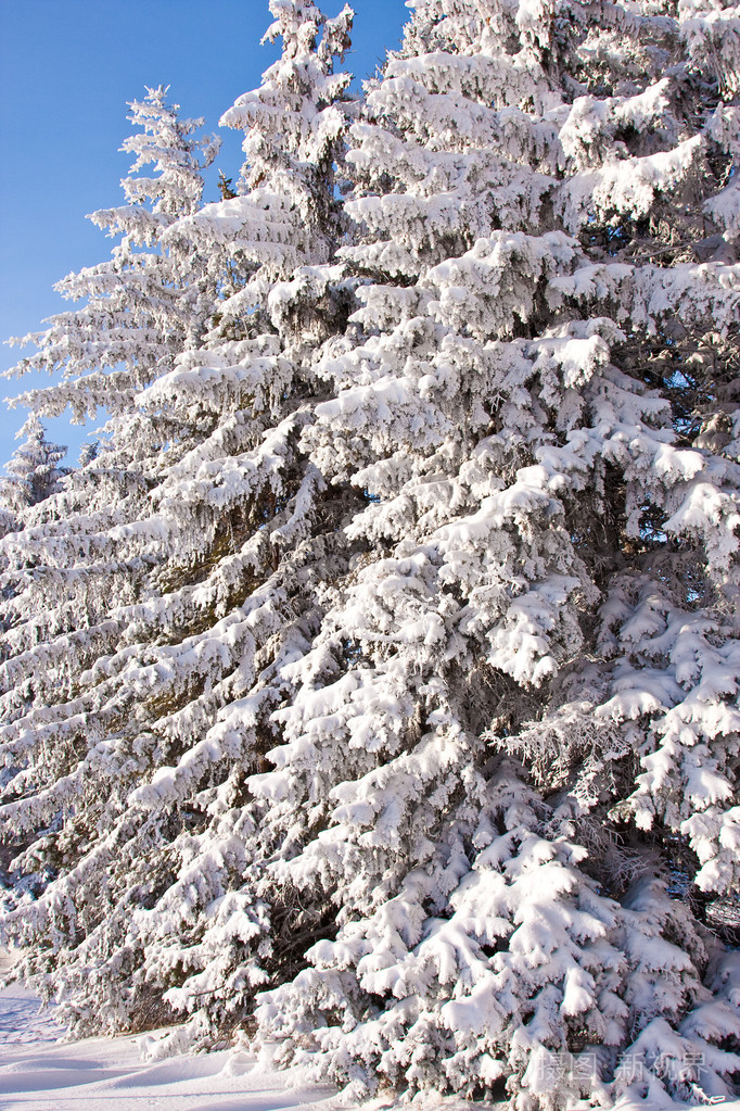 白雪覆盖的常青树