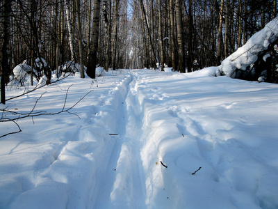 冬季森林和滑雪道