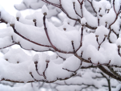 冬天白雪覆盖着裸露的树枝