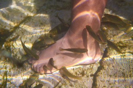 灰岩坑游览墨西哥鱼吸脚死皮
