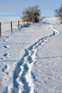 雪中的脚步声