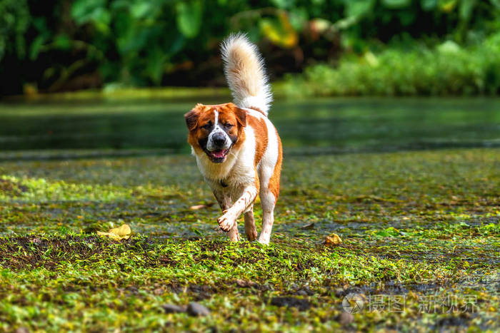 混合犬照片 正版商用图片02ai7z 摄图新视界