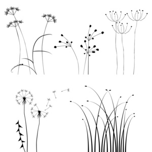 设计师植物载体系列