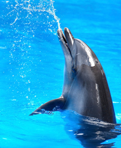 海豚在蓝色的水里。