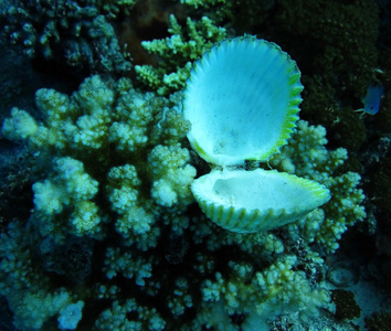 一群蓝色水中的珊瑚和贝壳。