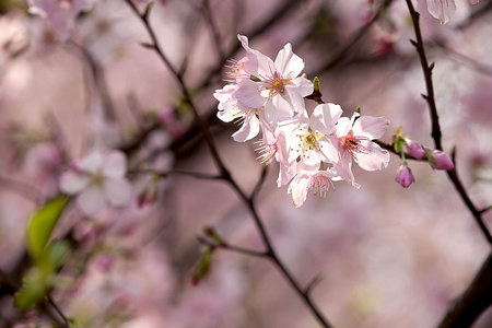 樱花