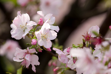 樱花