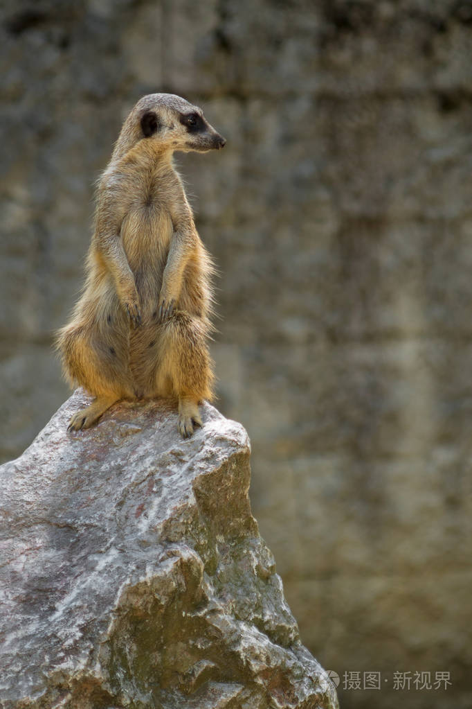 沼狸站岗在岩石上