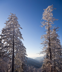 天空中覆盖着白雪的松树图片