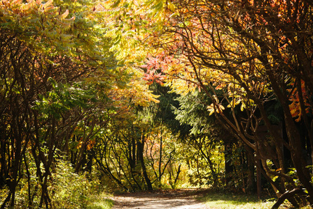 秋天的森林景色与路径