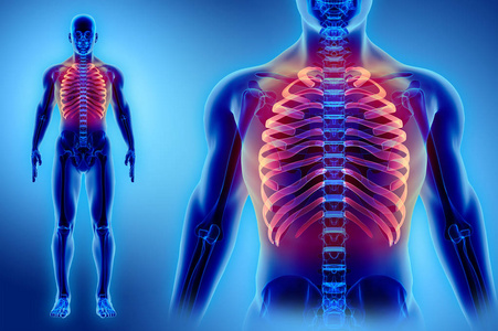 人类的肋骨图片-人类的肋骨素材-人类的肋骨插画-摄图新视界