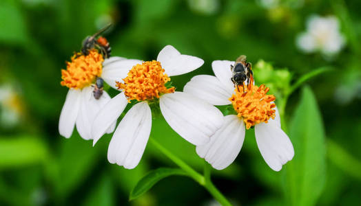 蜂花粉寻求甜汁