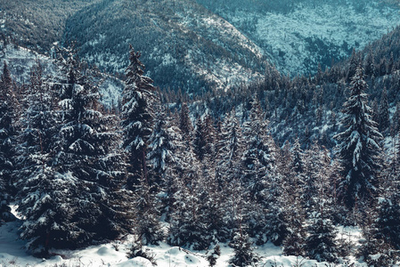 冬季冰雪覆盖的森林背景