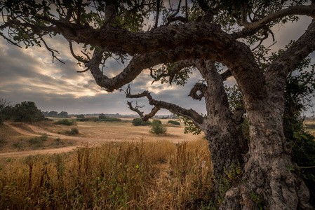 日出时的老树。景观.以色列