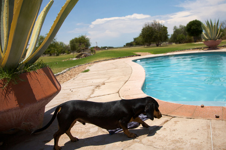 狗和游泳池
