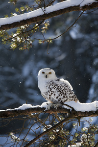 雪鸮