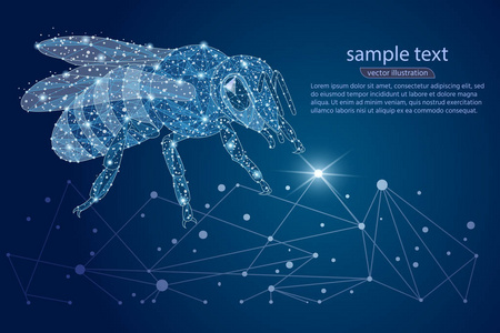 蜜蜂抽象的标志设计。低聚框。太空和繁星的天空。昆虫的概念由线条点三角形组成。矢量