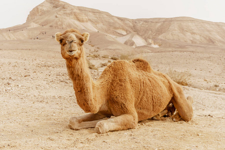 风景如画的沙漠峰骆驼躺在沙滩上, 看着相机