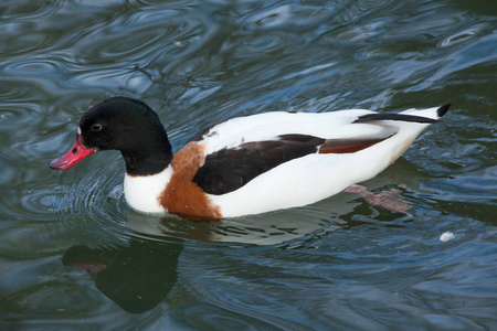 普通shelducktadorna tadorna。