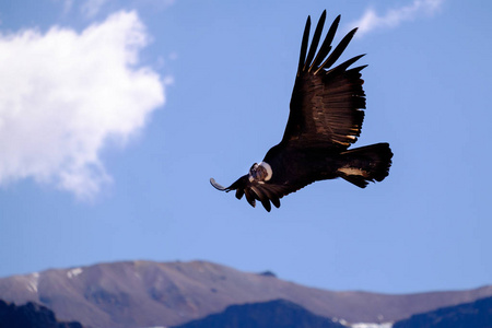 秃鹰在秘鲁 Colca 峡谷上空飞行