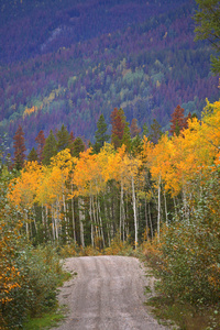 秋天穿过群山的伐木路