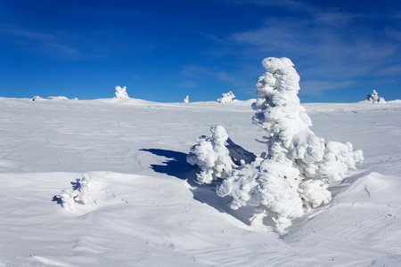 白雪覆盖的松树