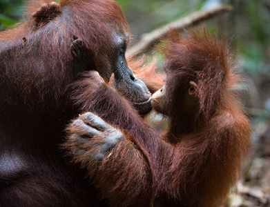 红毛猩猩和婴儿图片