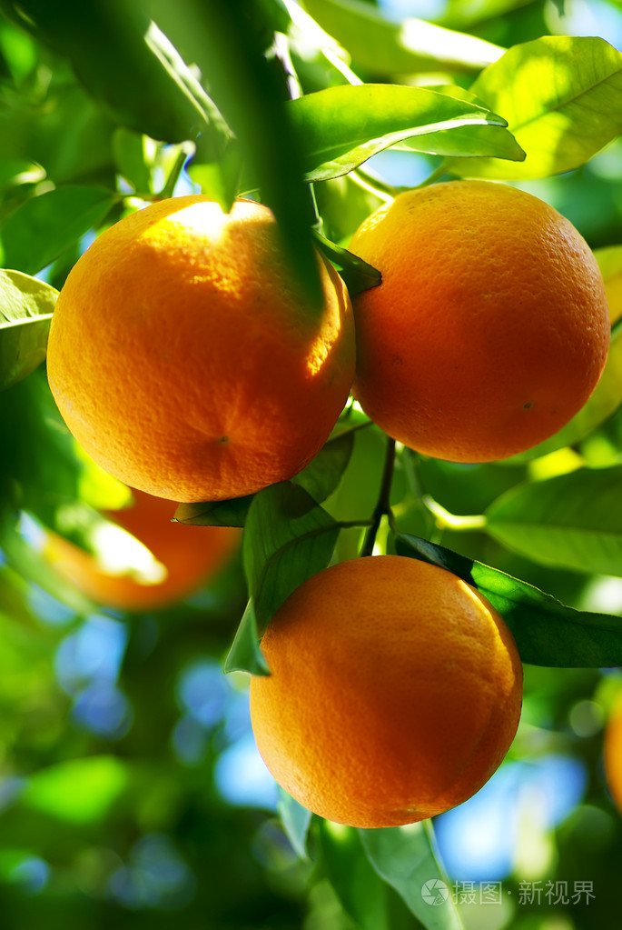 挂在树上的橘子