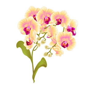兰花枝兰蝴蝶兰黄花热带植物绿色茎和芽和叶复古矢量植物插画设计可编辑