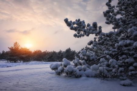 雄伟的白色云杉, 覆盖着霜和雪