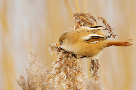 胡子山雀 Panurus biarmicus, 雌性在芦苇床上喂养种子, 英国