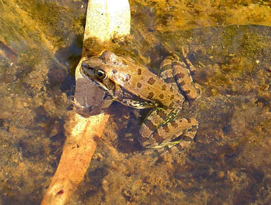 青蛙在水中