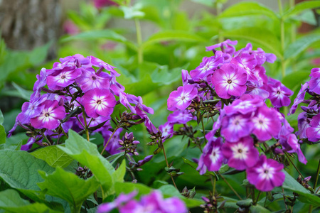 特写的美丽紫色的红色花朵，带有模糊背景