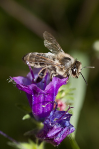 蜜蜂饲养