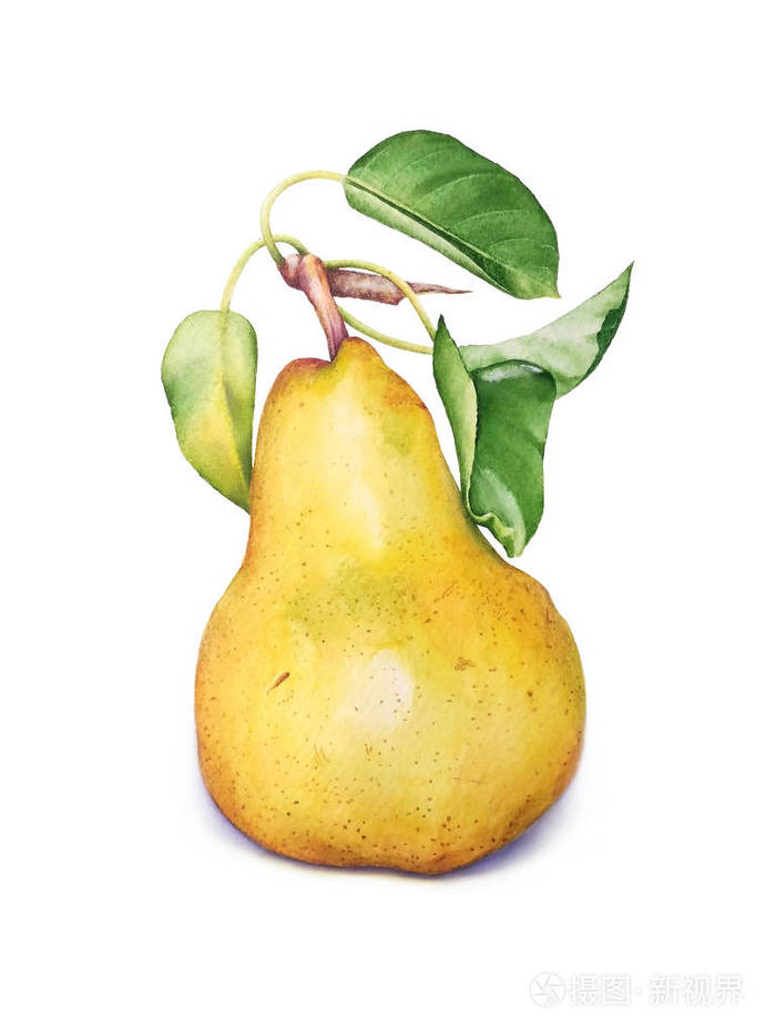 白色背景下有叶子的多汁梨的水彩插图