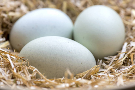 三蓝色蛋在干草巢被放置由论文养殖 LegbarAmeraucanaAraucana 和复活节鸡, 前面焦点模糊的背景容纳拷贝