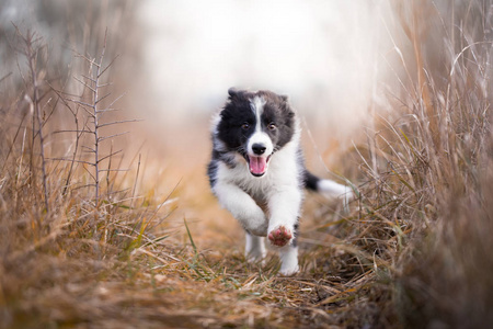 在冬季运行边境牧羊犬小狗