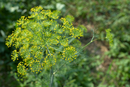 花序梗